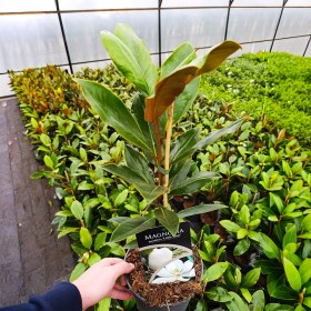 Magnolia Grandiflora 'Little Gem' (Veșnic Verde) 2L... 2
