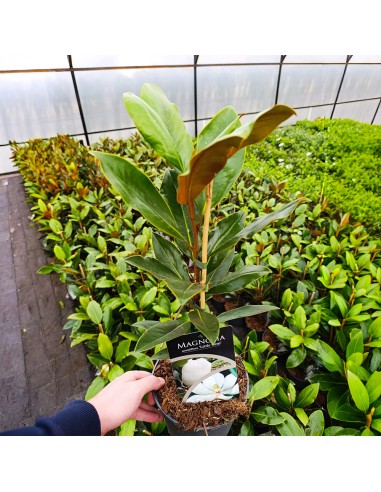 Magnolia Grandiflora 'Little Gem' (Veșnic Verde) 2L (40-50 cm)