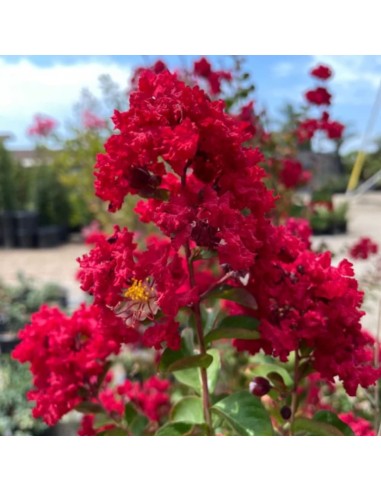 Liliac Indian Rosu "Lagerstroemia Indica” - Ghiveci 5L