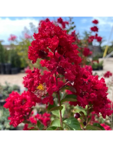 Liliac Indian Rosu "Lagerstroemia Indica” - Ghiveci 5L