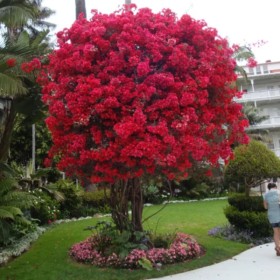 Liliac Indian Rosu "Lagerstroemia Indica” - Ghiveci 5L