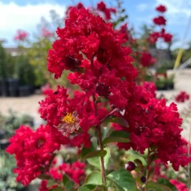 Liliac Indian Rosu "Lagerstroemia Indica” - Ghiveci 3L 2