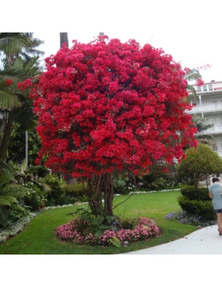 Liliac Indian Rosu "Lagerstroemia Indica” - Ghiveci 3L