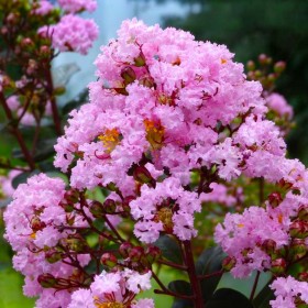 Liliac Indian Roz "Lagerstroemia Indica” - Ghiveci 3L 2