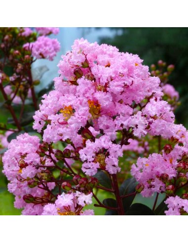 Liliac Indian Roz "Lagerstroemia Indica” - Ghiveci 3L