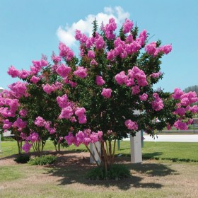 Liliac Indian Roz "Lagerstroemia Indica” - Ghiveci 3L