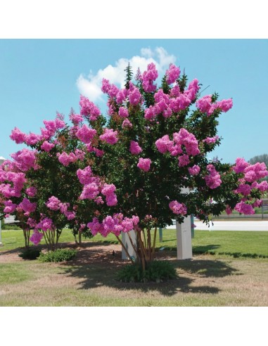 Liliac Indian Roz "Lagerstroemia Indica” - Ghiveci 3L