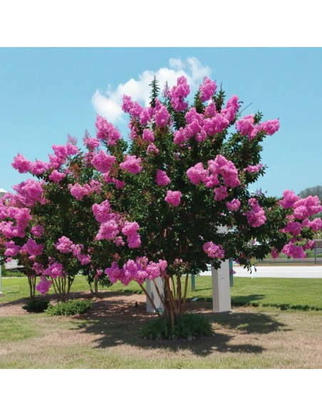 Liliac Indian Roz "Lagerstroemia Indica” - Ghiveci 3L