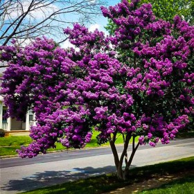 Liliac Indian Violet "Lagerstroemia Indica" - Ghiveci 3L 2