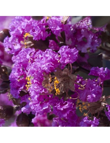 Liliac Indian Violet "Lagerstroemia Indica" - Ghiveci 3L
