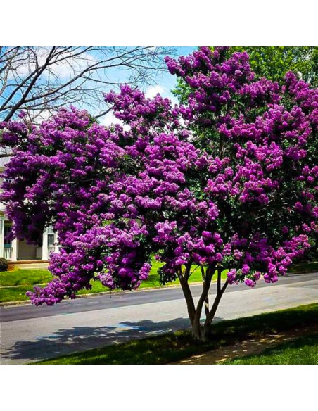 Liliac Indian Violet "Lagerstroemia Indica" - Ghiveci 5L