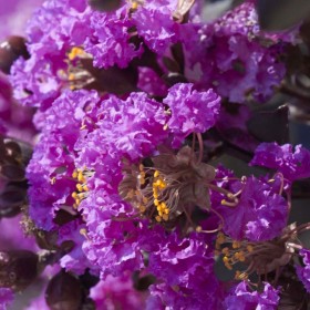 Liliac Indian Violet "Lagerstroemia Indica" - Ghiveci 5L 2