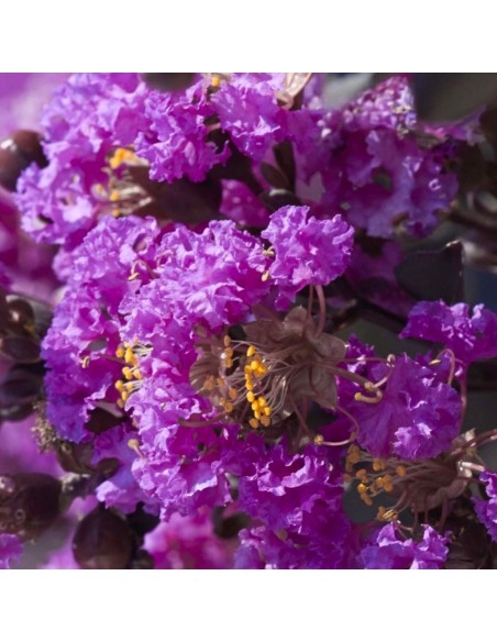 Liliac Indian Violet "Lagerstroemia Indica" - Ghiveci 5L