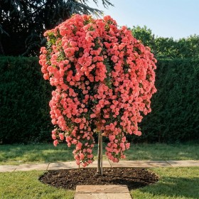 Trandafiri Plangatori Somon - Ghiveci 5L 150-170 cm -...