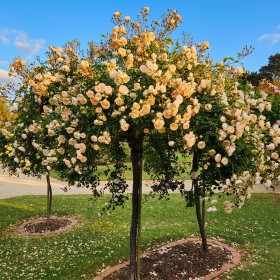 Trandafiri Plangatori Crem - Ghiveci 5L 150-170 cm - Anul...