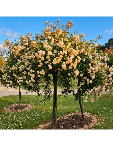 Trandafiri Plangatori Crem - Ghiveci 5L 150-170 cm - Anul 4-5