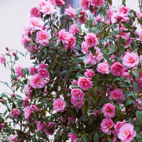 Camellia Japonica Roz "Bonomiana" - Ghiveci 5L