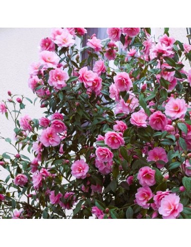 Camellia Japonica Roz "Bonomiana" - Ghiveci 5L