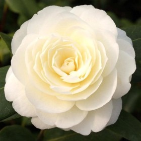 Camellia Japonica "Dahlonega" Ghiveci 5L