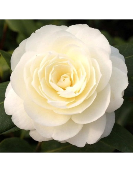 Camellia Japonica "Dahlonega" Ghiveci 5L