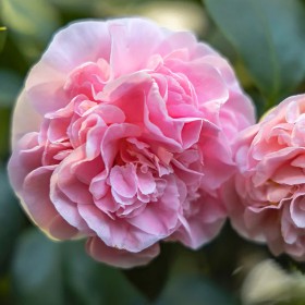Camelia Japonica Debutante la Ghiveci 2L 40-50cm