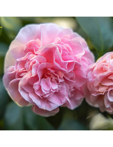 Camelia Japonica Debutante la Ghiveci 2L 40-50cm