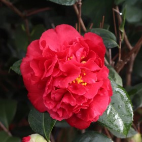 Camelia Japonica Kramers Supreme la Ghiveci 2L