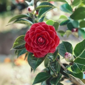 Camellia Japonica "Roger Hall" Ghiveci 2L 50-60cm 2