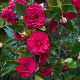 Camellia Japonica "Roger Hall" Ghiveci 2L 50-60cm
