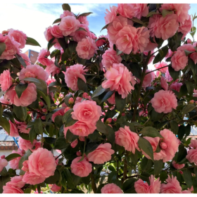 Camelia Japonica Spring Festival la Ghiveci 2L