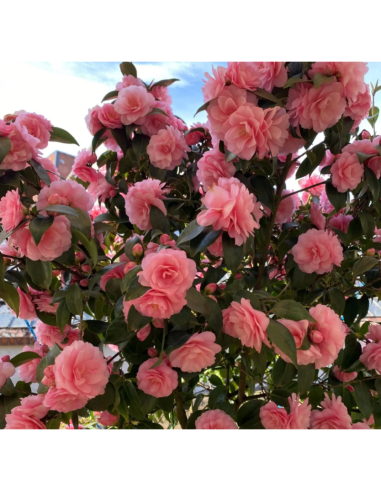 Camelia Japonica Spring Festival la Ghiveci 2L