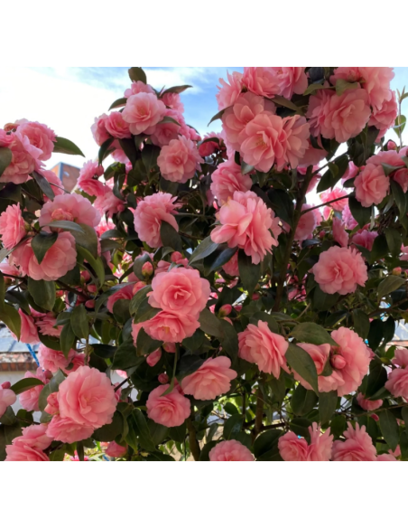 Camelia Japonica Spring Festival la Ghiveci 2L