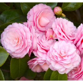 Camellia Japonica "Pearl Maxwell" - Ghiveci 2L