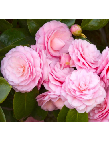 Camellia Japonica "Pearl Maxwell" - Ghiveci 2L