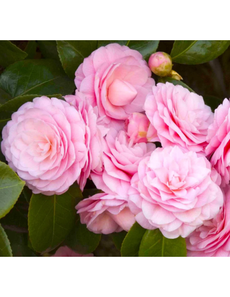 Camellia Japonica "Pearl Maxwell" - Ghiveci 2L