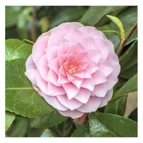 Camelia Japonica Usutome la Ghiveci 2L 40-50cm