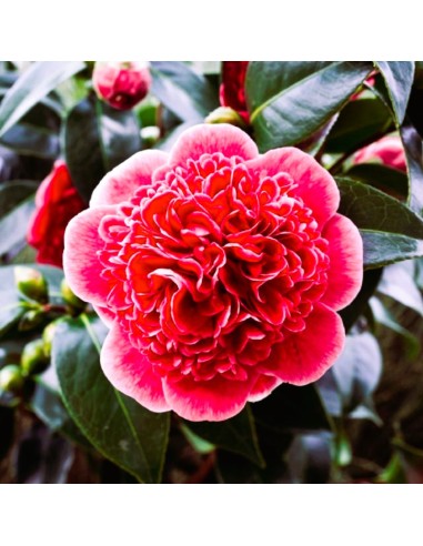 Camellia Japonica Visinie "Volunteer" - Ghiveci P9