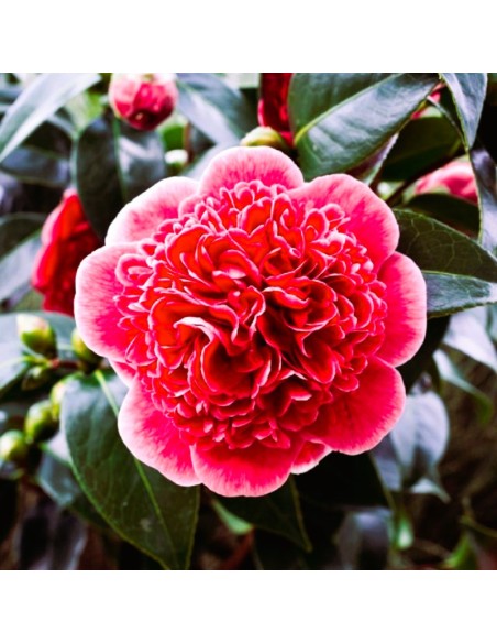 Camellia Japonica Visinie "Volunteer" - Ghiveci P9