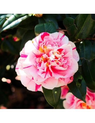Camellia Japonica "Bicolor" - Ghiveci P9