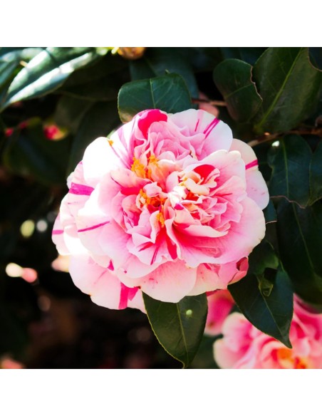 Camellia Japonica "Bicolor" - Ghiveci P9