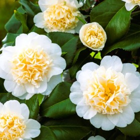 Camellia Japonica "Brushfield's Yellow" - Ghiveci P9