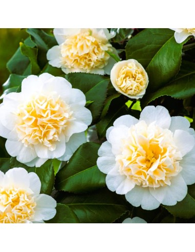 Camellia Japonica "Brushfield's Yellow" - Ghiveci P9