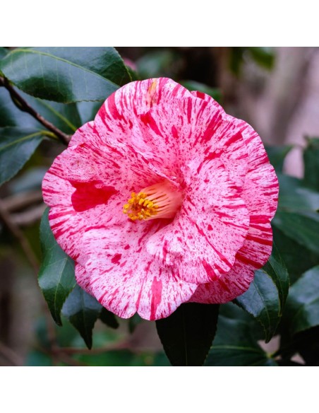 Camellia Japonica "Ezonishiki" - Ghiveci P9