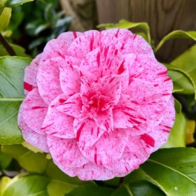 Camellia Japonica "Chameleon" - Ghiveci P9