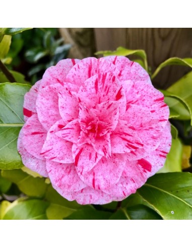 Camellia Japonica "Chameleon" - Ghiveci P9