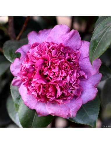 Camellia Japonica "Dona Herzilia" - Ghiveci P9