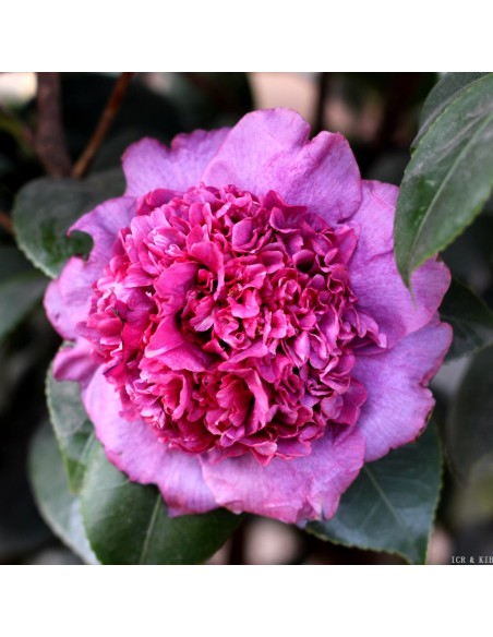 Camellia Japonica "Dona Herzilia" - Ghiveci P9