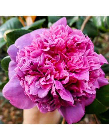 Camellia Japonica "Dona Herzilia" - Ghiveci P9