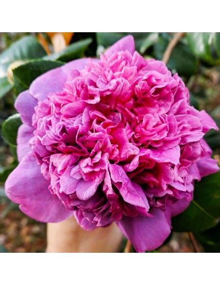 Camellia Japonica "Dona Herzilia" - Ghiveci P9