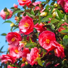 Camellia Japonica Roșie "Dr King" - Ghiveci P9 2
